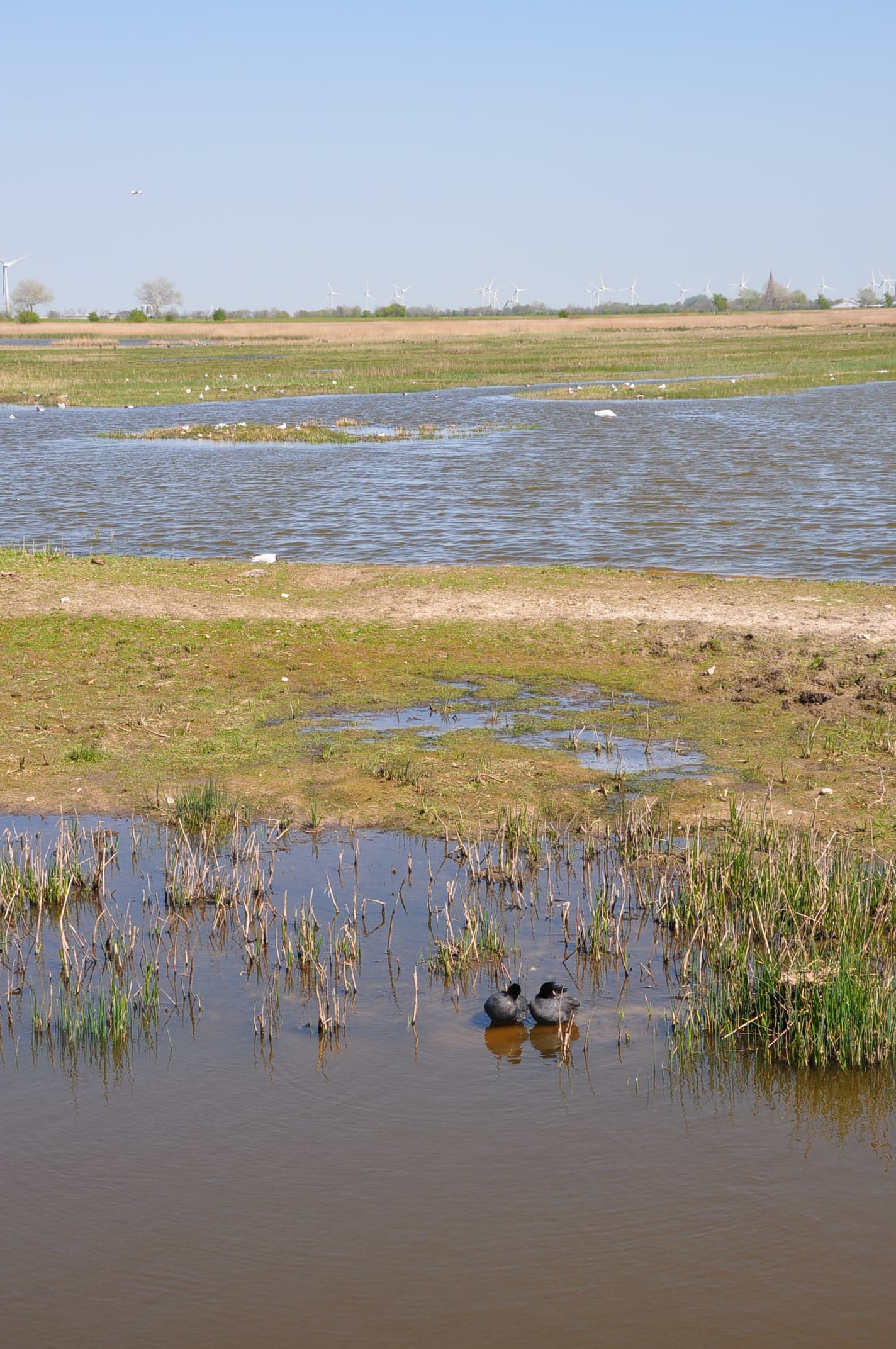 Grassland and water in the Wallnau waterbird reserve on Fehmarn